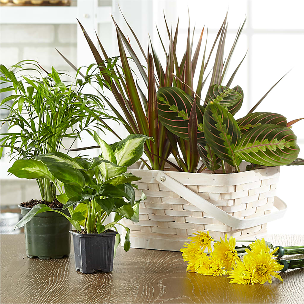 Florist Designed Blooming and Green Plants in a Basket – Flowers By Josie, Grayling MI