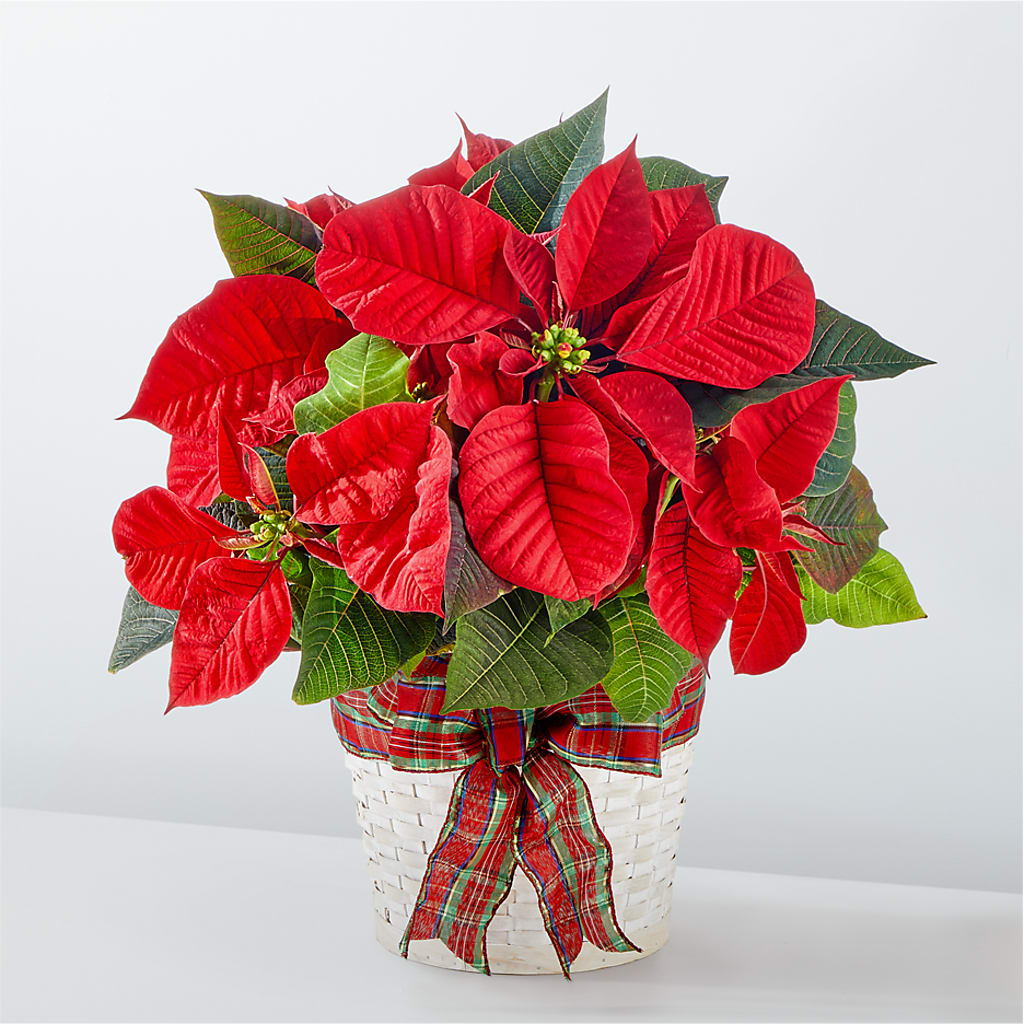 Happiest Holidays Poinsettia – Flowers By Josie, Grayling MI