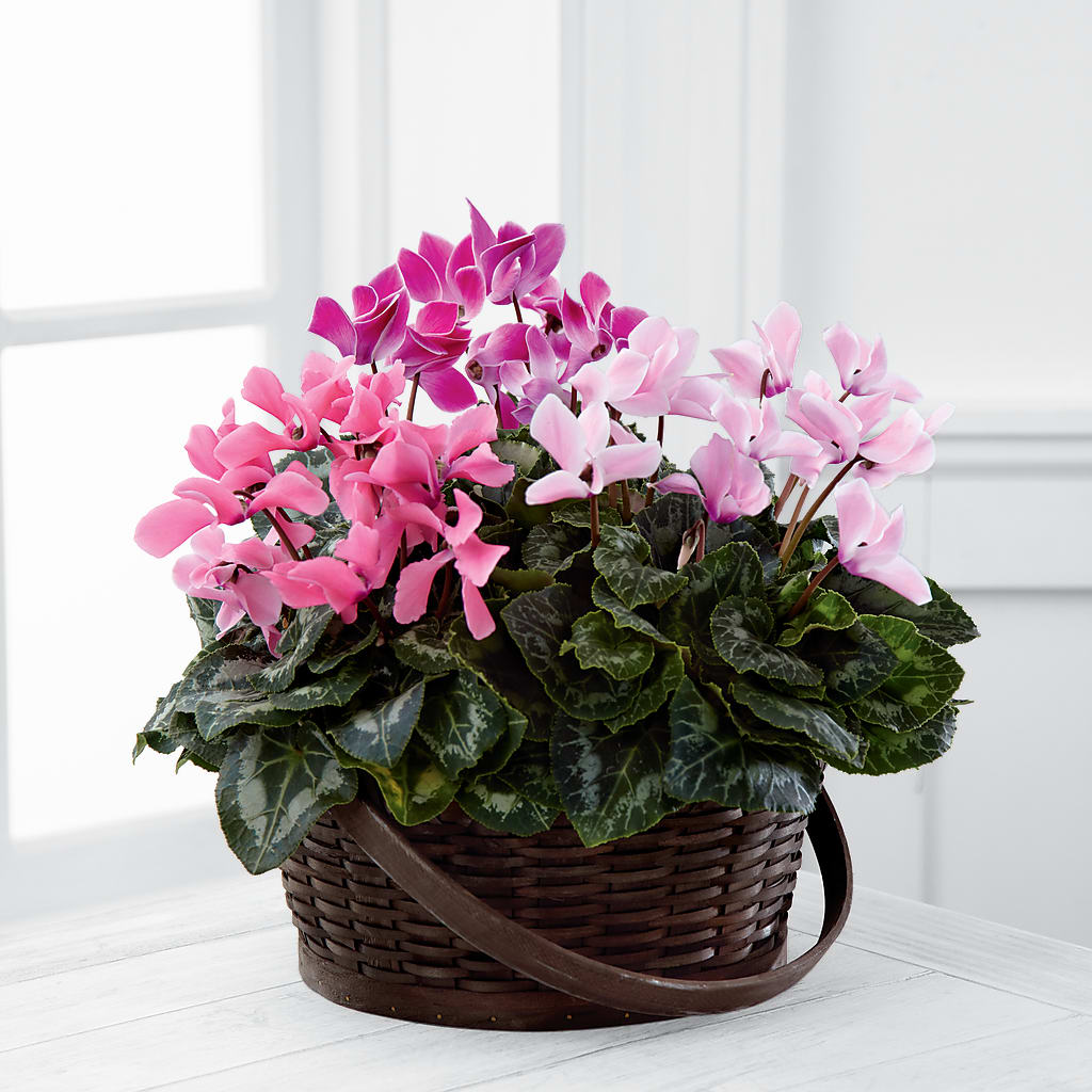 Mixed Cyclamen Planter – Flowers By Josie, Grayling MI