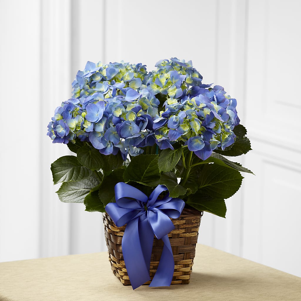 Blue Hydrangea Planter – Flowers By Josie, Grayling MI