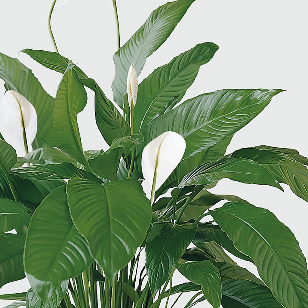Tranquil Moments Peace Lily Plant – Flowers By Josie, Grayling MI