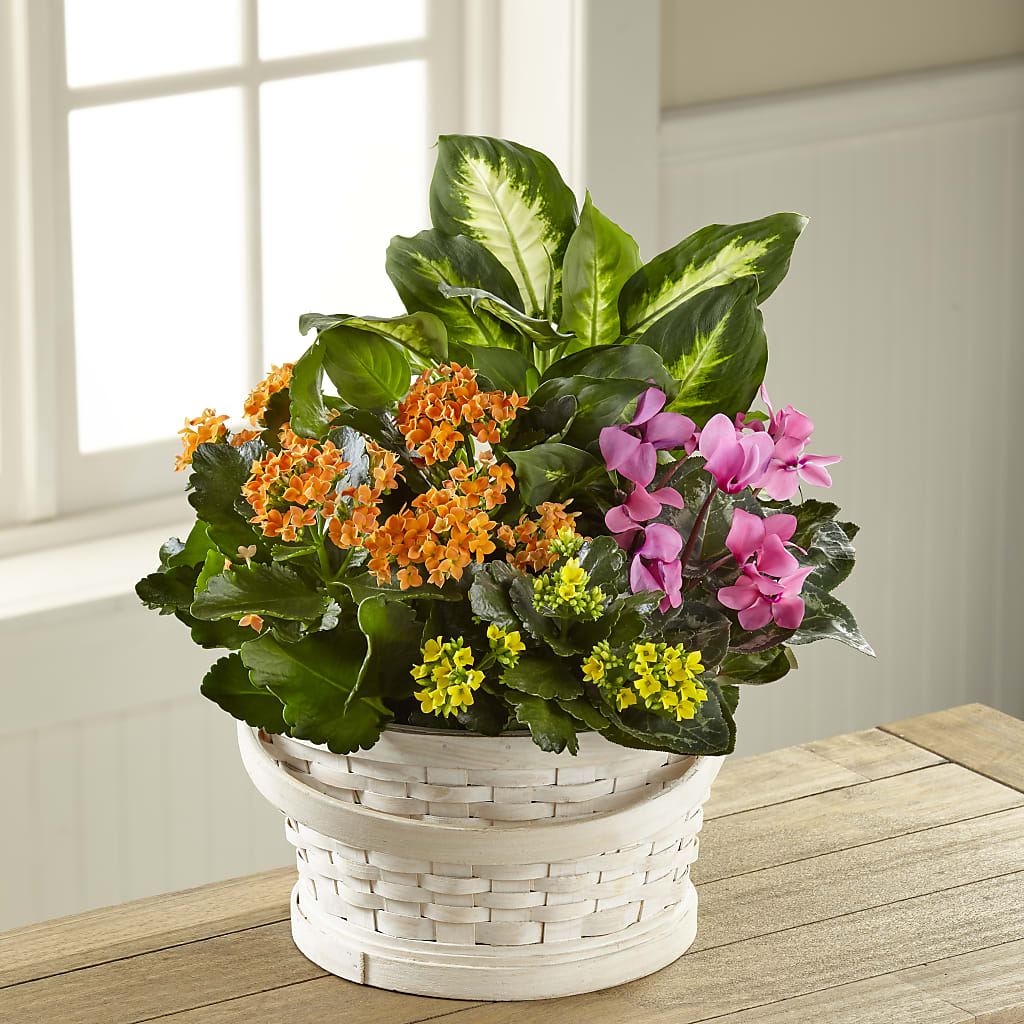 Color Crush Dishgarden – Flowers By Josie, Grayling MI