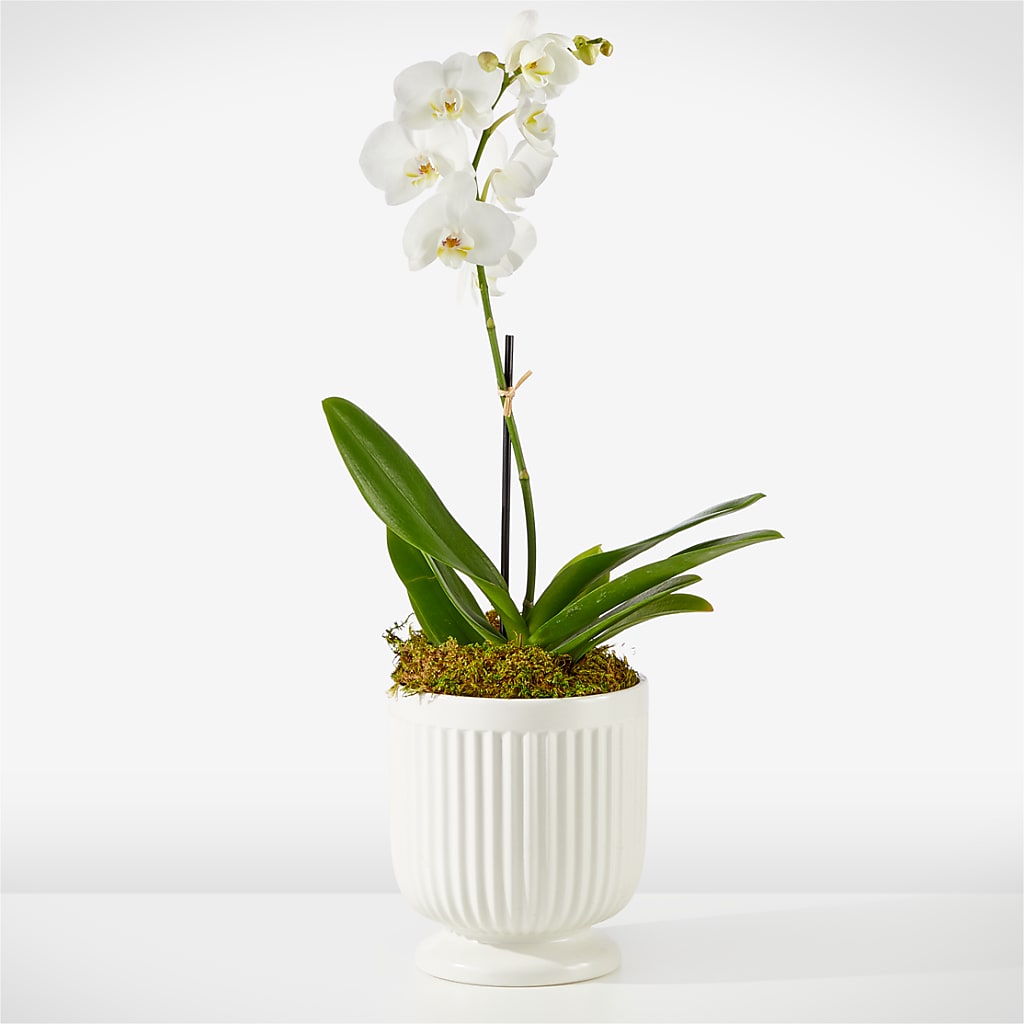 Whispering White Orchid – Flowers By Josie, Grayling MI