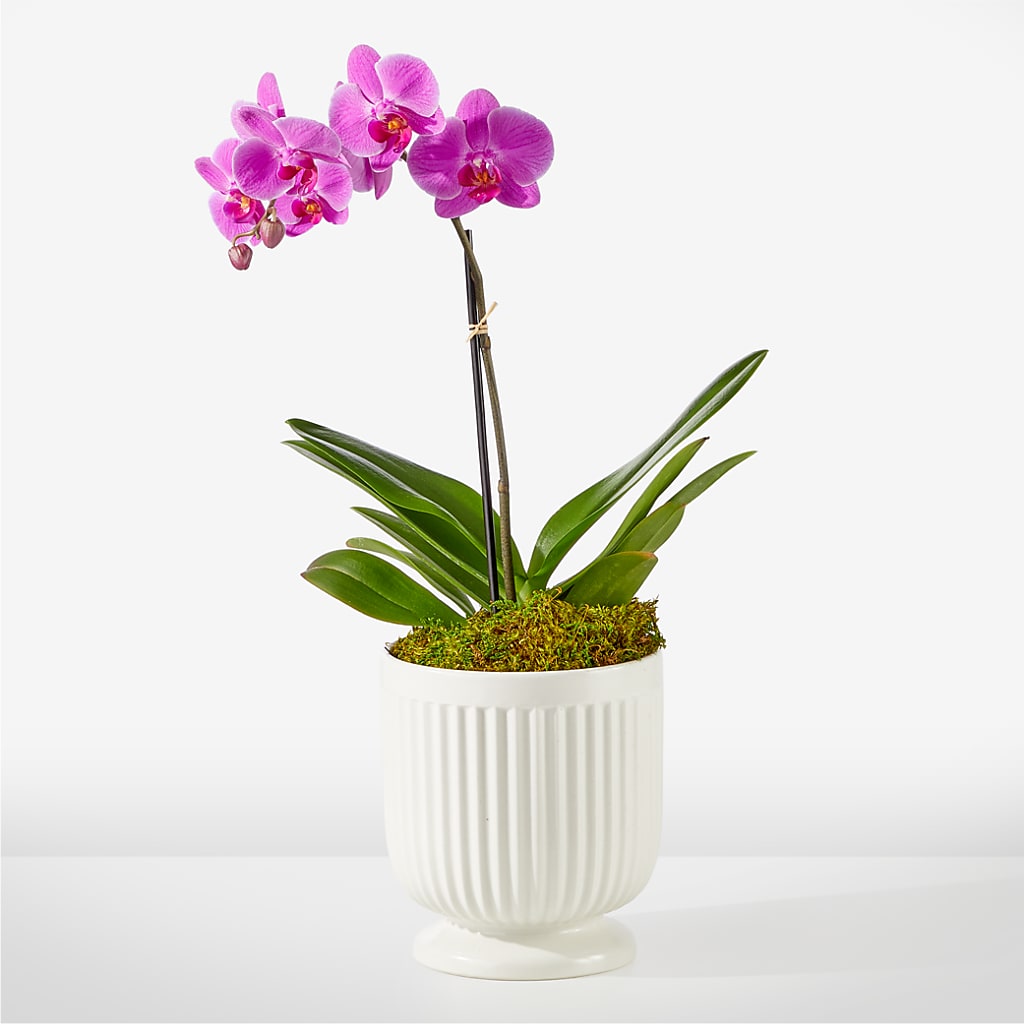 Friendly Fuchsia Orchid – Flowers By Josie, Grayling MI