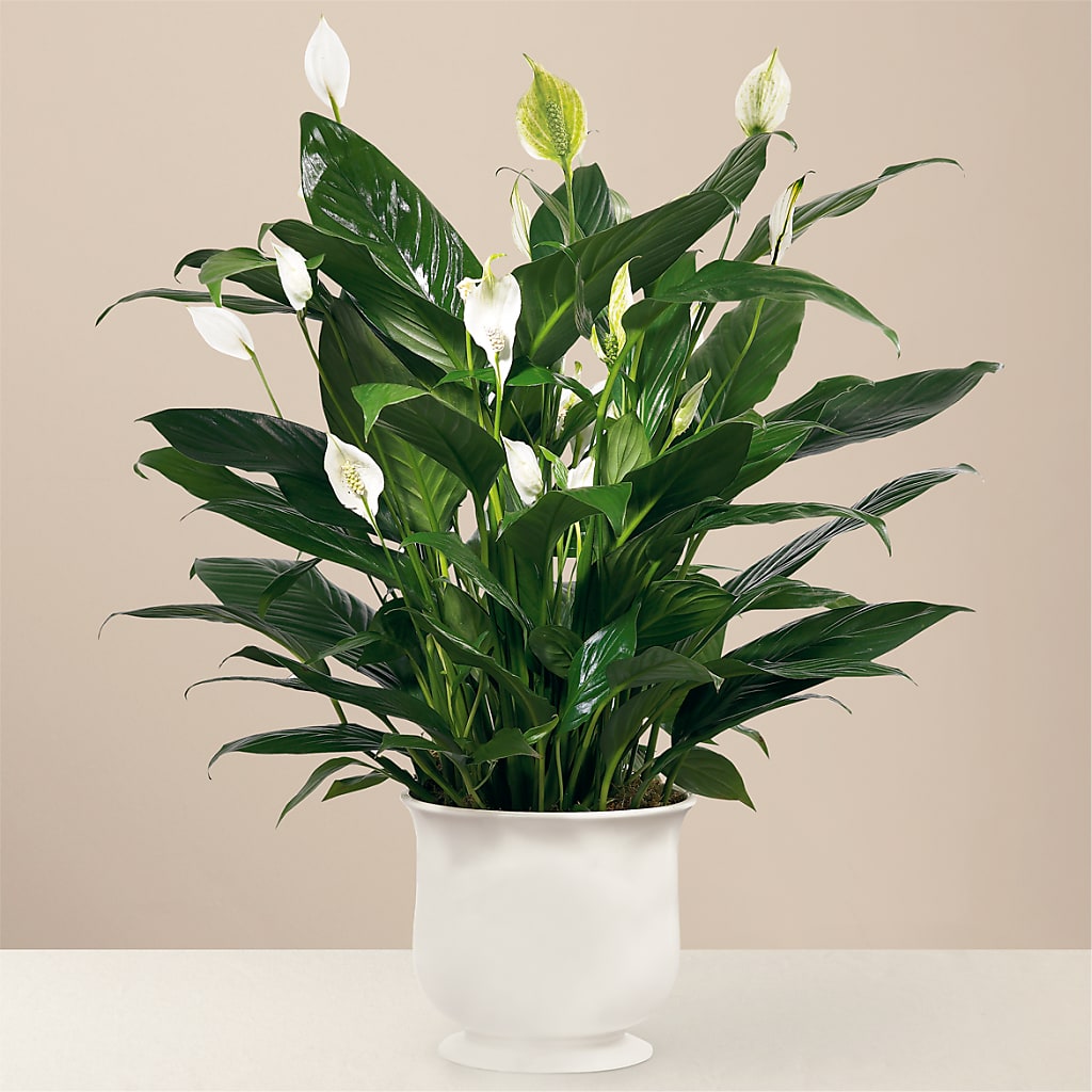 Comfort Planter – Flowers By Josie, Grayling MI
