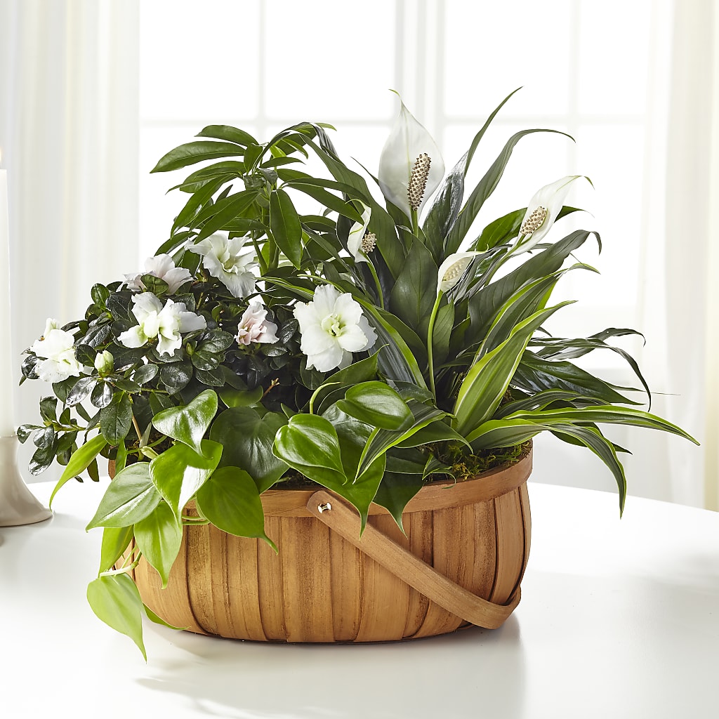 Serene Dishgarden – Flowers By Josie, Grayling MI