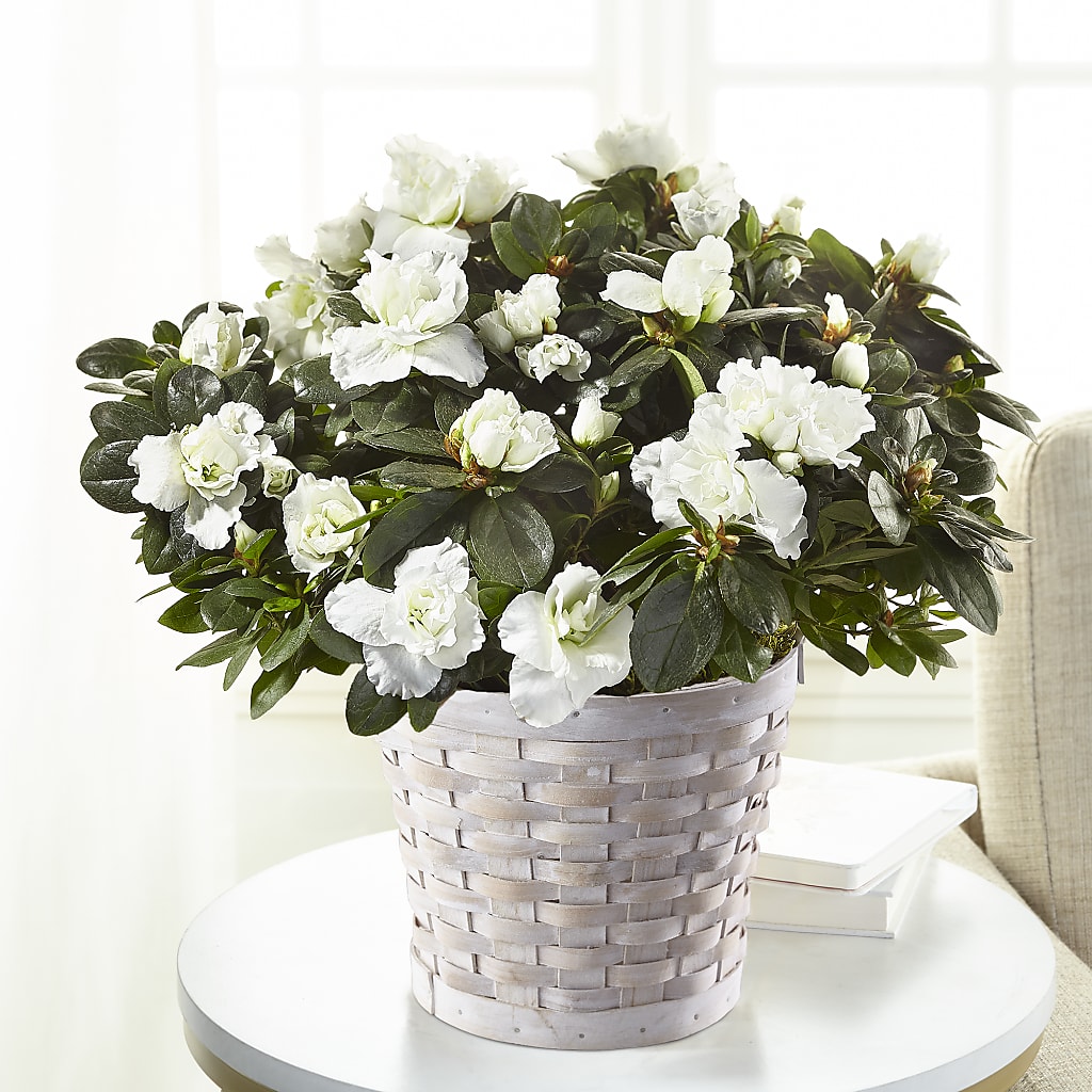 White Azalea Plant – Flowers By Josie, Grayling MI