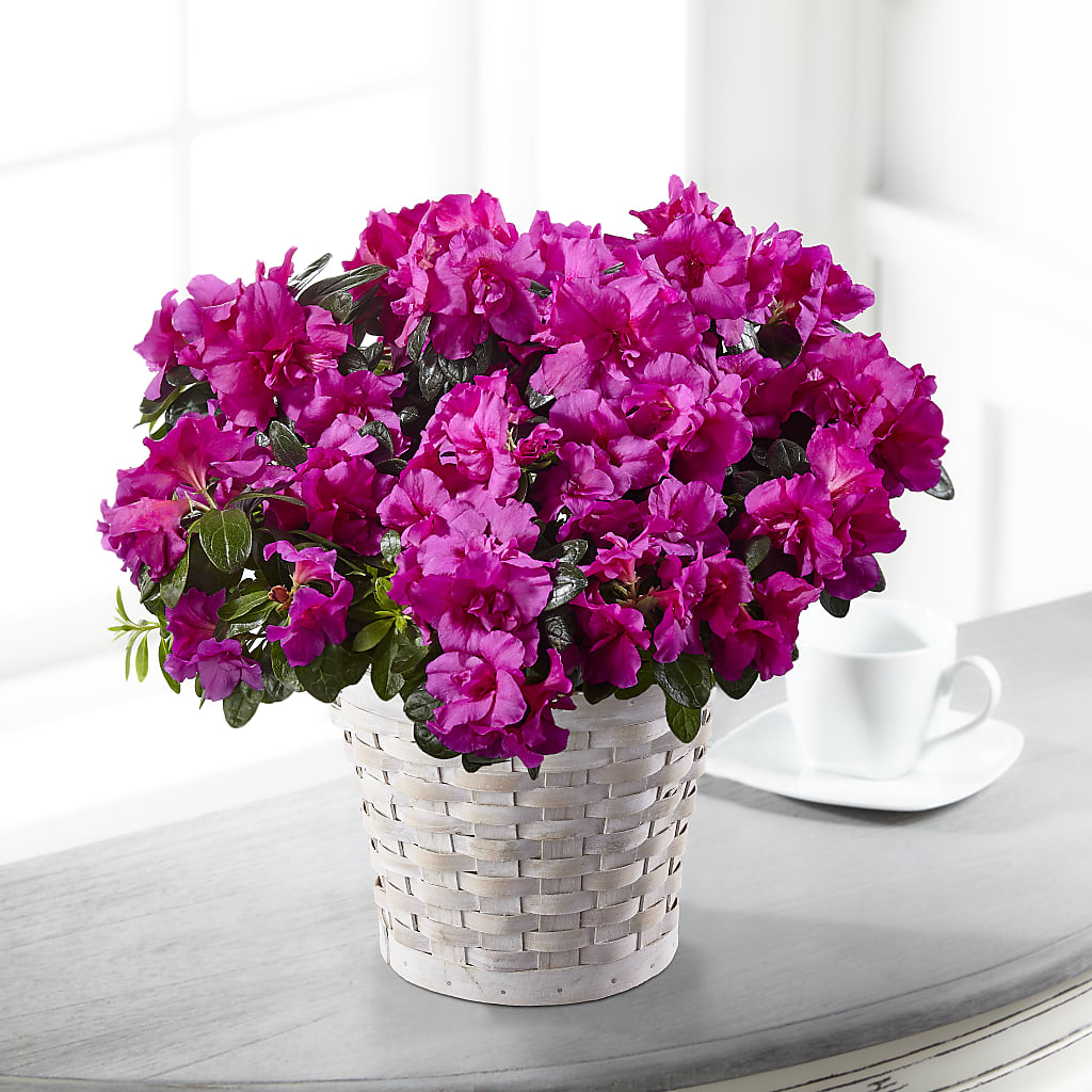 Hope & Serenity Azalea Plant – Flowers By Josie, Grayling MI