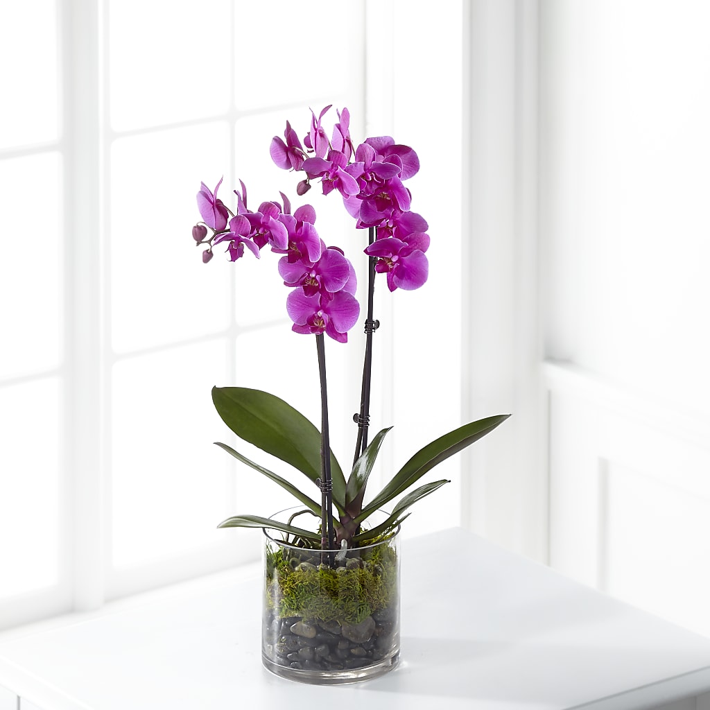 Pink Orchid Plant – Flowers By Josie, Grayling MI