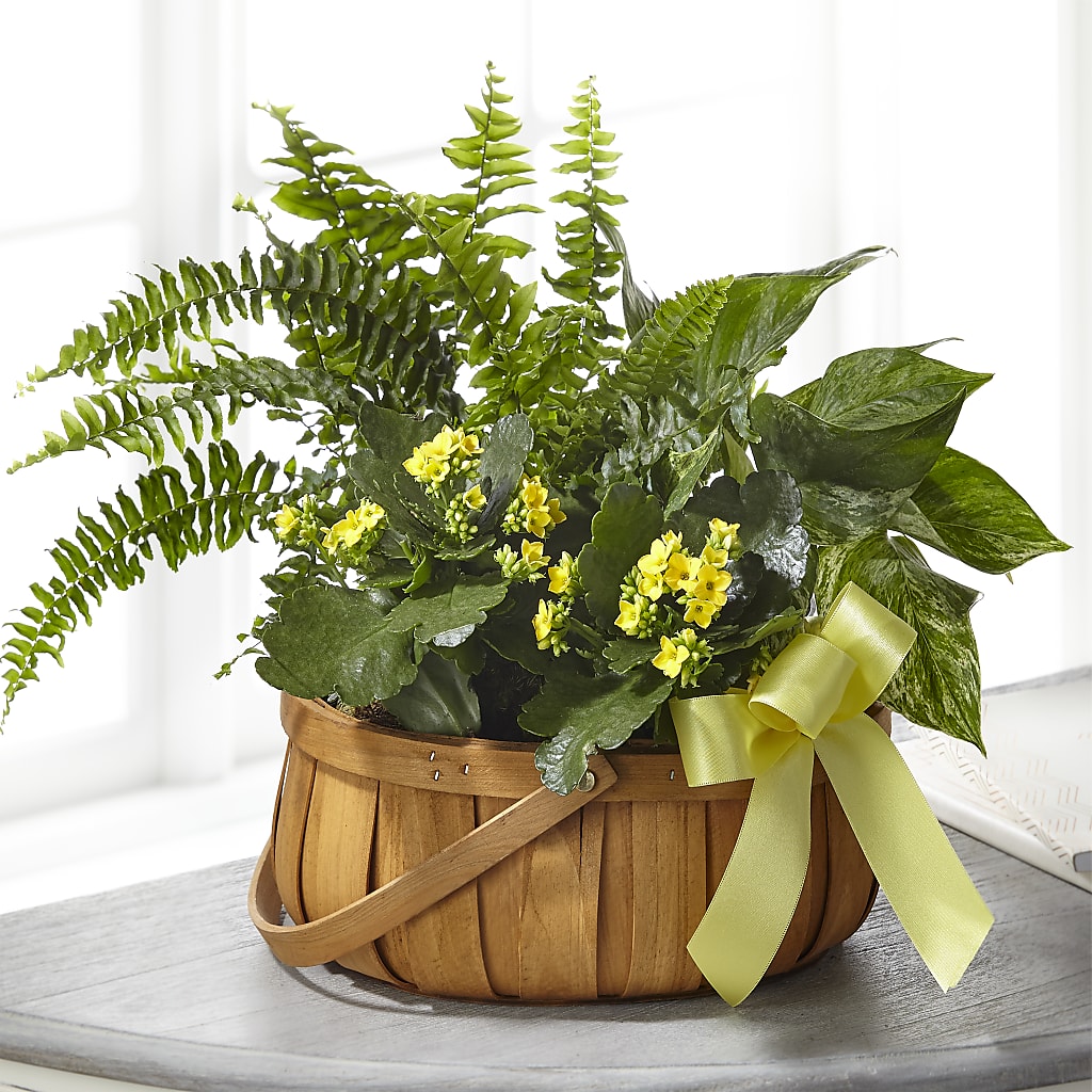Always Dear Dishgarden – Flowers By Josie, Grayling MI