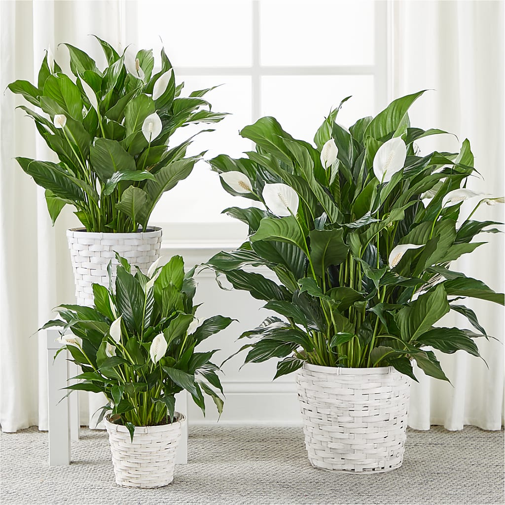 A New Leaf Peace Lily – Flowers By Josie, Grayling MI