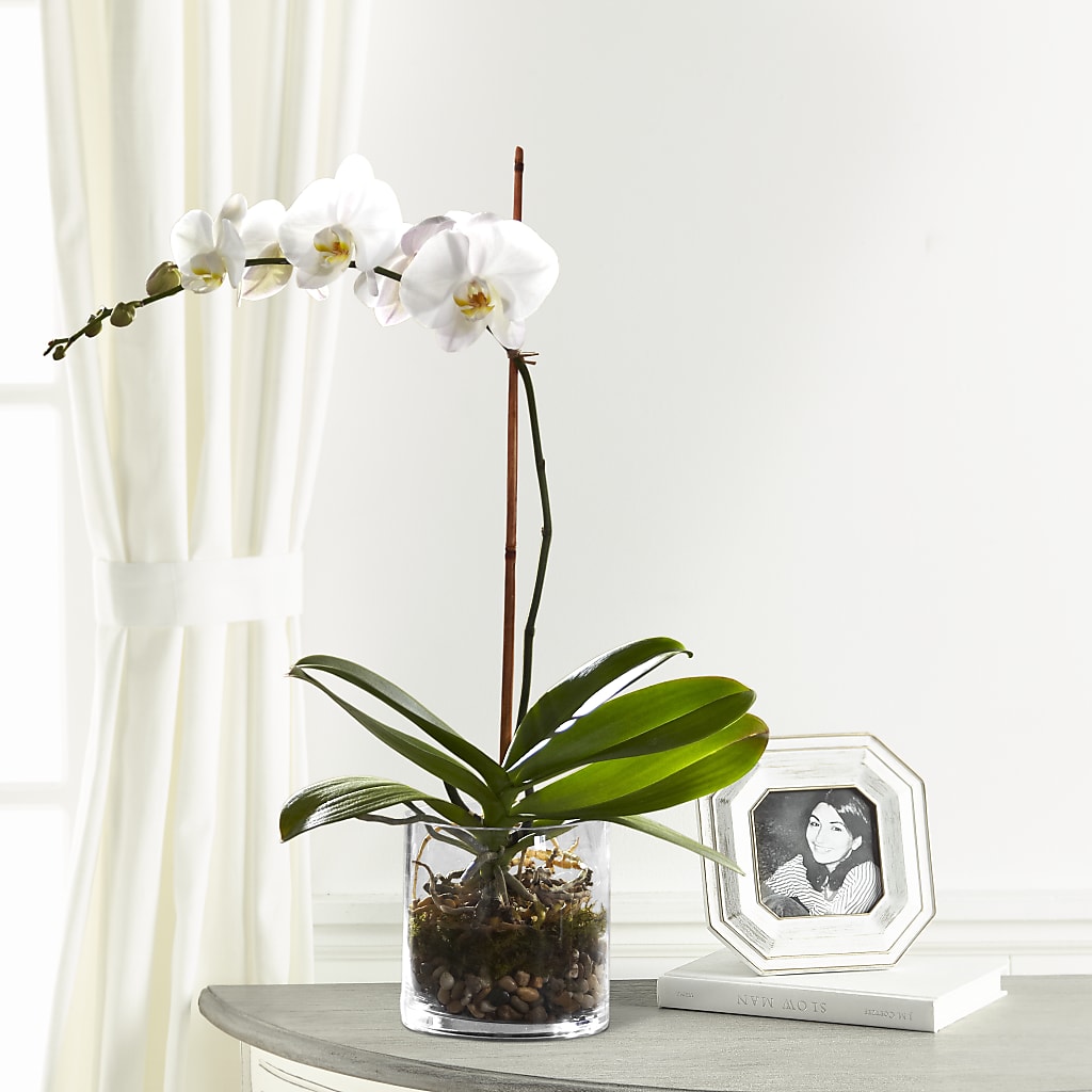 White Orchid Planter – Flowers By Josie, Grayling MI