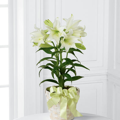 Easter Lily Plant –  Flowers By Josie, Grayling MI