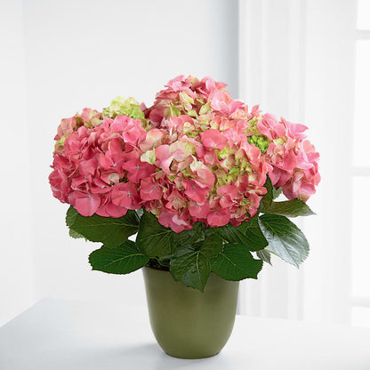 Pink Hydrangea Planter –  Flowers By Josie, Grayling MI