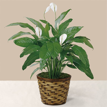 Tranquil Moments Peace Lily Plant –  Flowers By Josie, Grayling MI