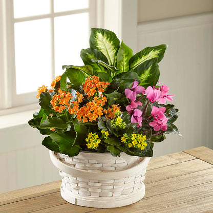 Color Crush Dishgarden –  Flowers By Josie, Grayling MI