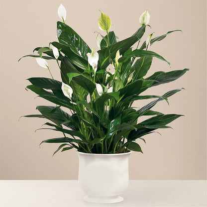 Comfort Planter –  Flowers By Josie, Grayling MI