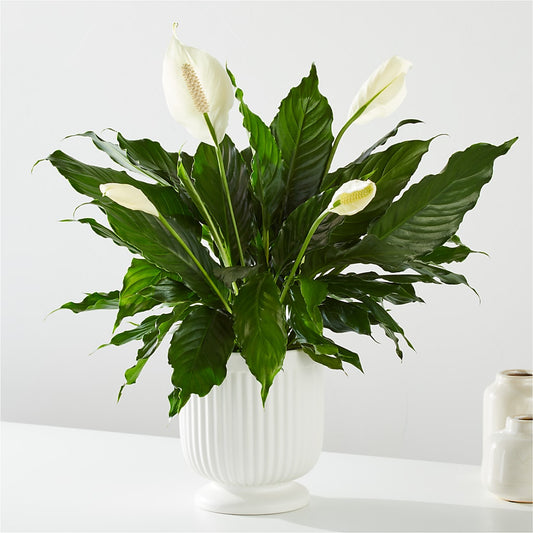 Comfort Planter –  Flowers By Josie, Grayling MI