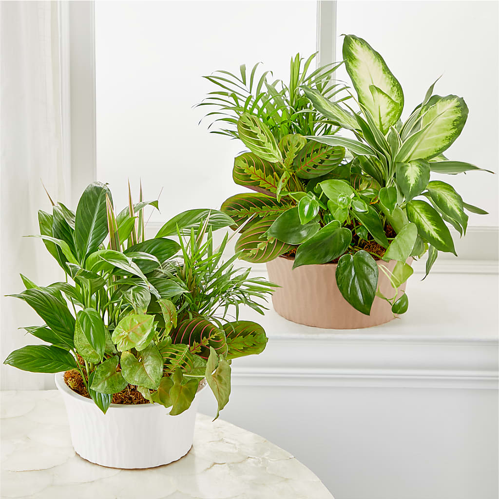 Balance & Harmony Dishgarden –  Flowers By Josie, Grayling MI