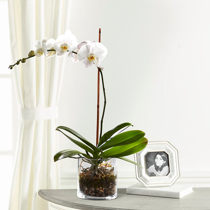 White Orchid Planter –  Flowers By Josie, Grayling MI
